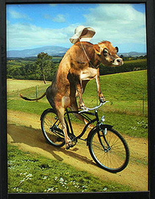 cow_on_a_bicycle-mls.jpg